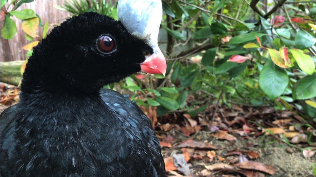 A close view of the head of a helmeted curassow.