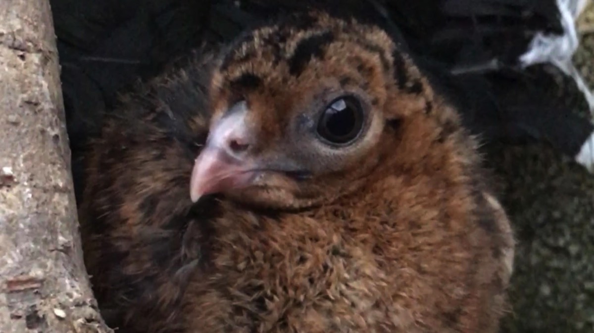 A  view of a female helmeted curassow laying an egg.