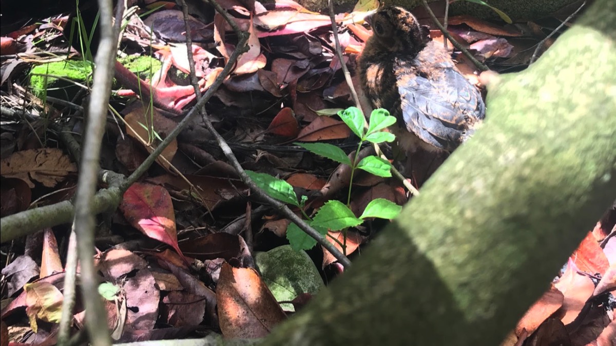 A helmeted curassow chick.