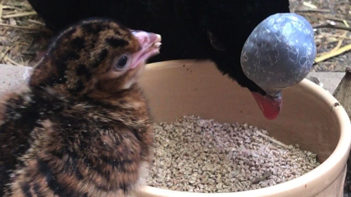 A helmeted curassow chick.