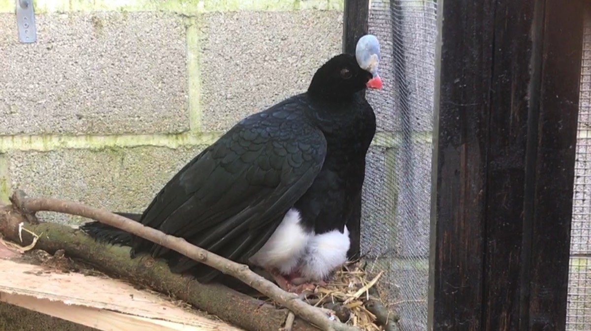 A  view of a female helmeted curassow laying an egg.
