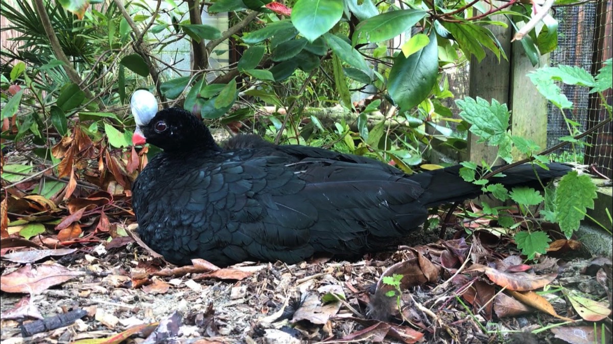 A helmeted curassow sitting under a plant.