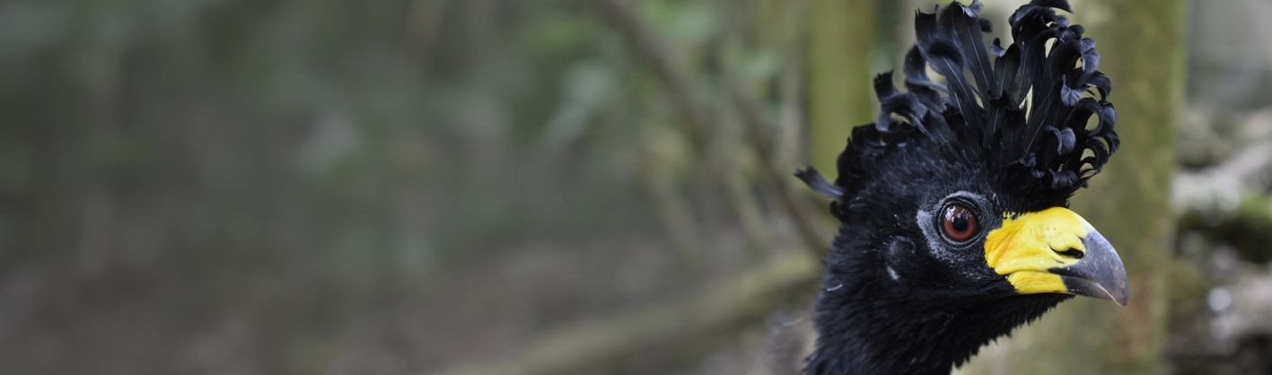 Helmeted curassow