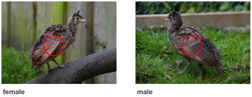 Male and female green peafowl