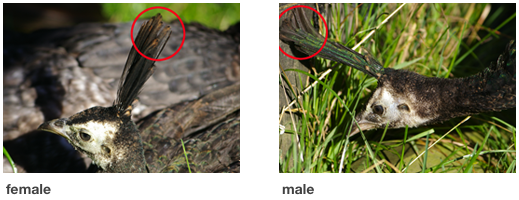 Male and female green peafowl
