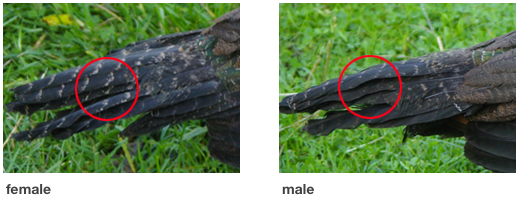 Male and female green peafowl