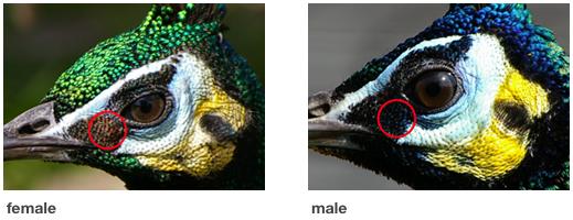 Male and female green peafowl