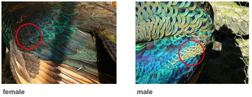 Male and female green peafowl