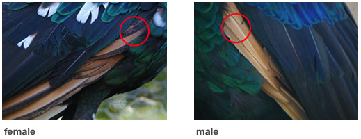 Male and female green peafowl