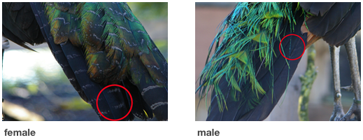 Male and female green peafowl