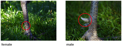Male and female green peafowl