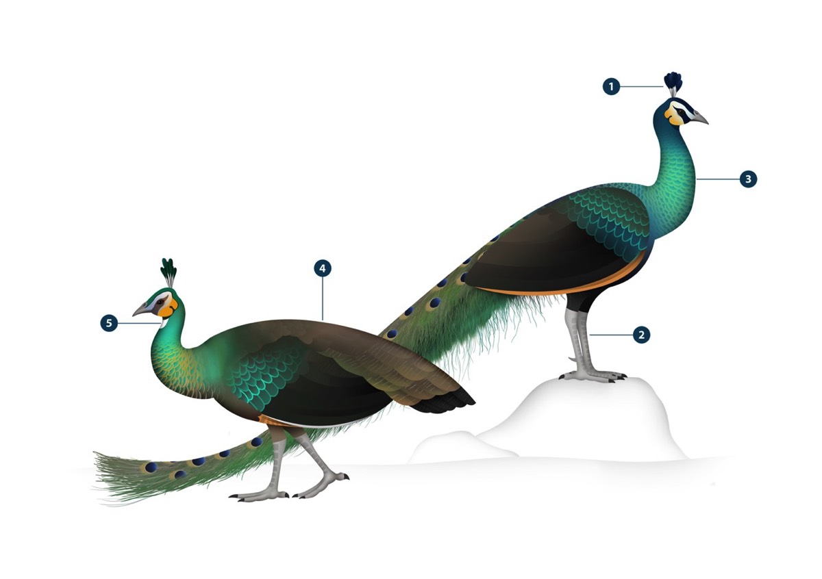 Hybrid Peafowl