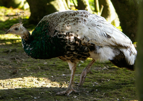 Black shoulder hybrid peafowl