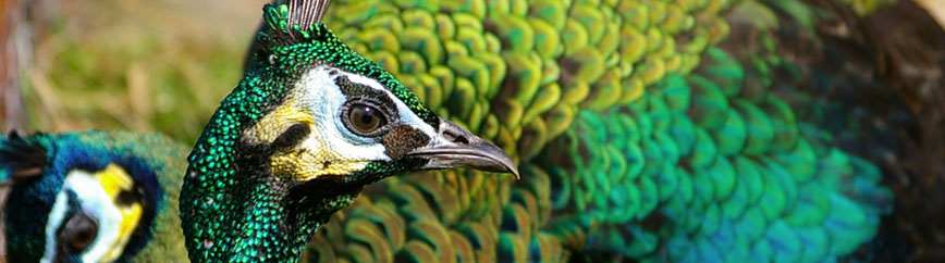 Green Peafowl
